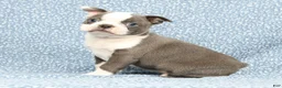 Boston Terrier dogs for sale: Buster - Ad 1