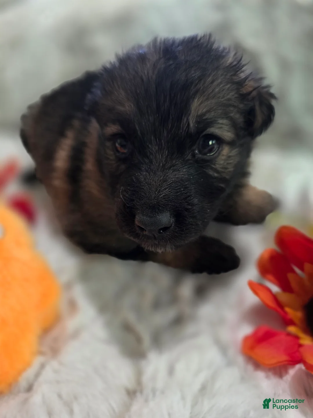 German Shepherd dogs for sale: AKC Sable Long Coat Male - Ad 2