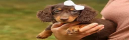 Miniature Dachshund dogs for sale: BRANDY - Ad 5