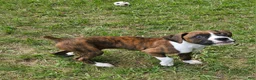 Boxer dogs for sale: Boxer 1 - Ad 1