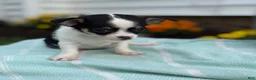 Chihuahua dogs for sale: Tiny - Ad 13