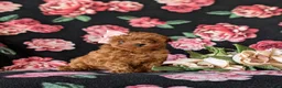 Toy Poodle dogs for sale: Shena 7 lbs Full Grown - Ad 3