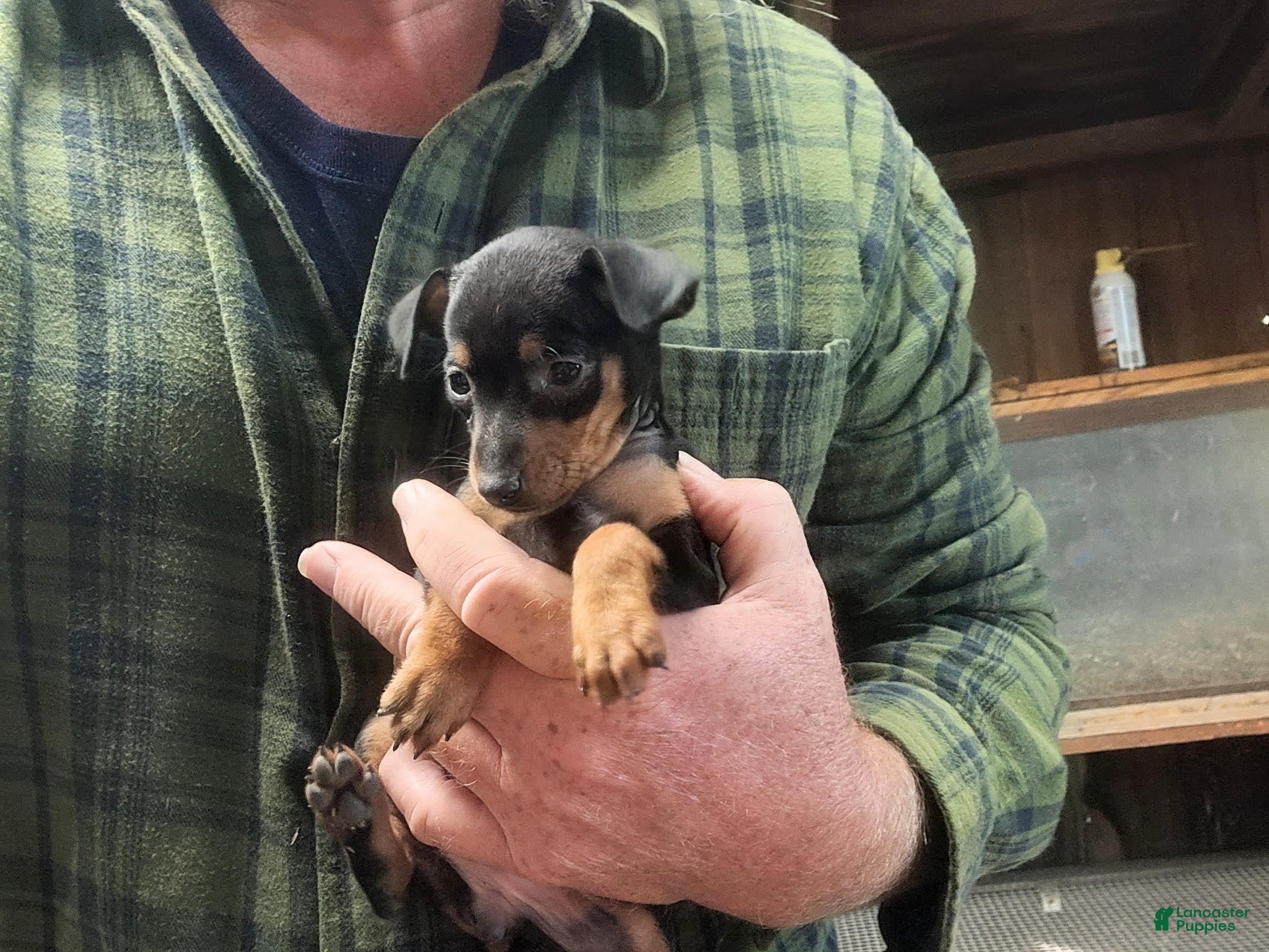 Penny