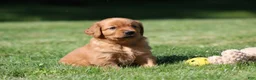 Golden Retriever dogs for sale: Frankie - Ad 5
