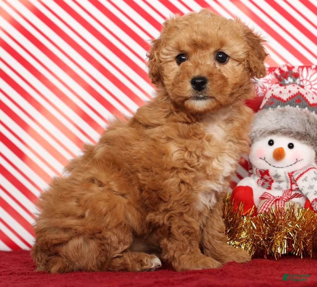 Miniature Poodle dogs for sale: Kris - Ad 5