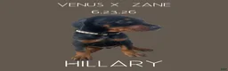 Doberman Pinscher dogs for sale: Doberman Pinscher 7 - Ad 3