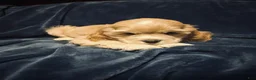 Cocker Spaniel dogs for sale: Black/Tan Female # 2 - Ad 6