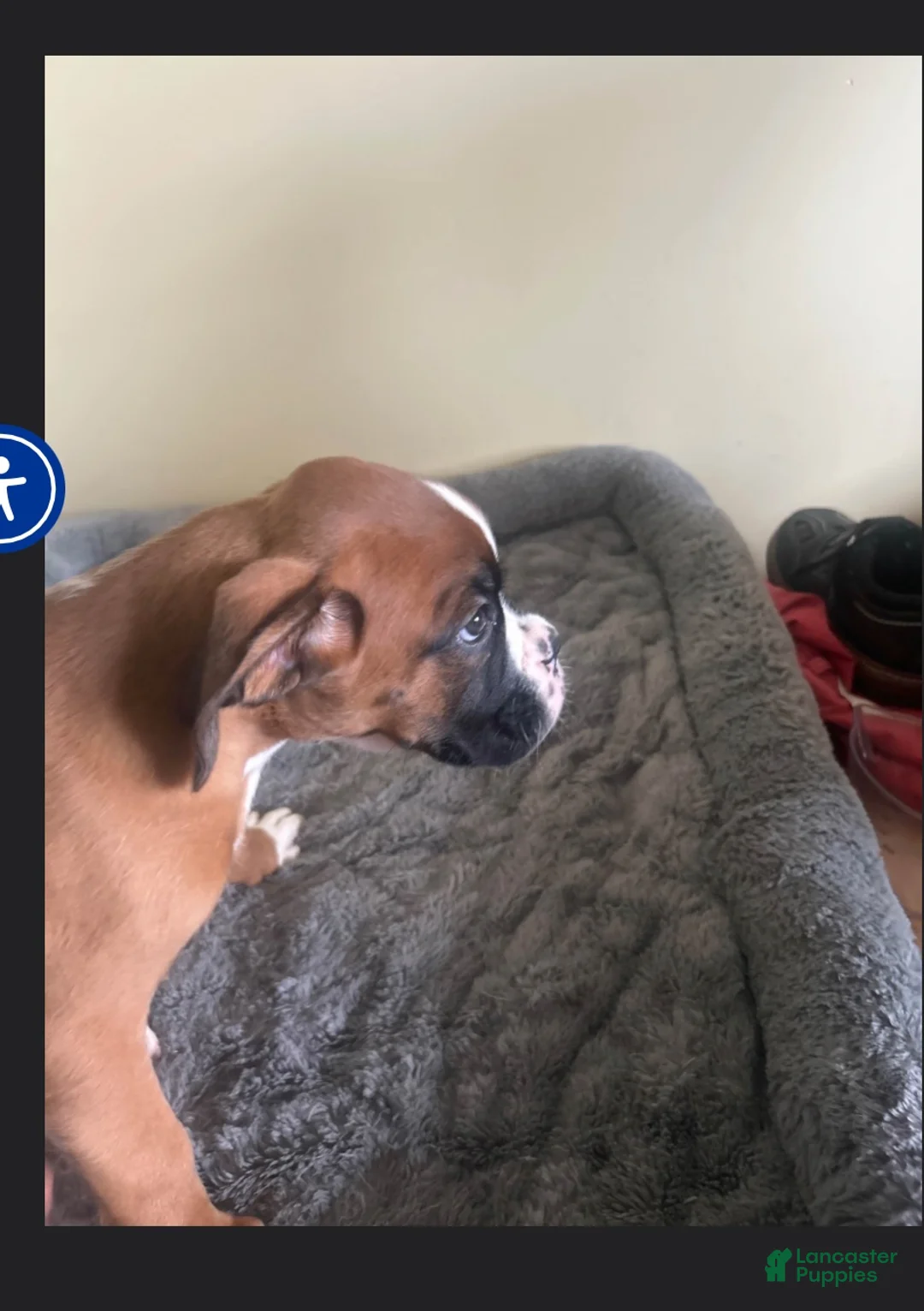 Boxer dogs for sale: Boxer 3 - Ad 2