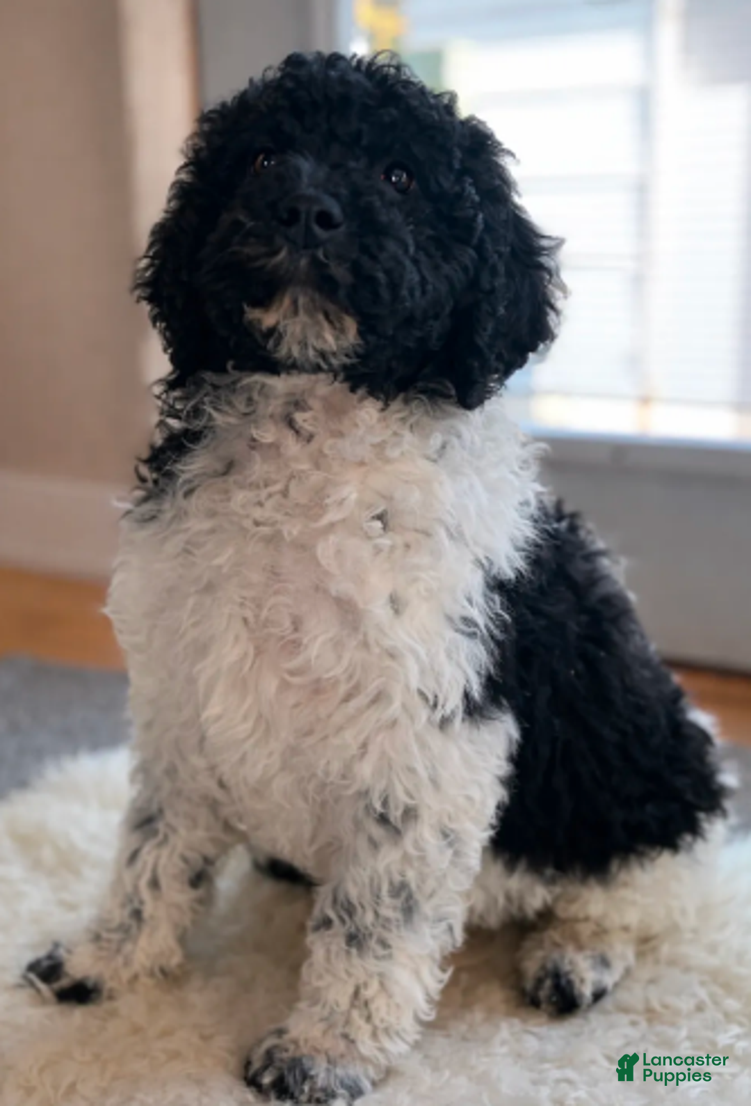 Labradoodle dogs for sale: Jones Standard - Ad 3