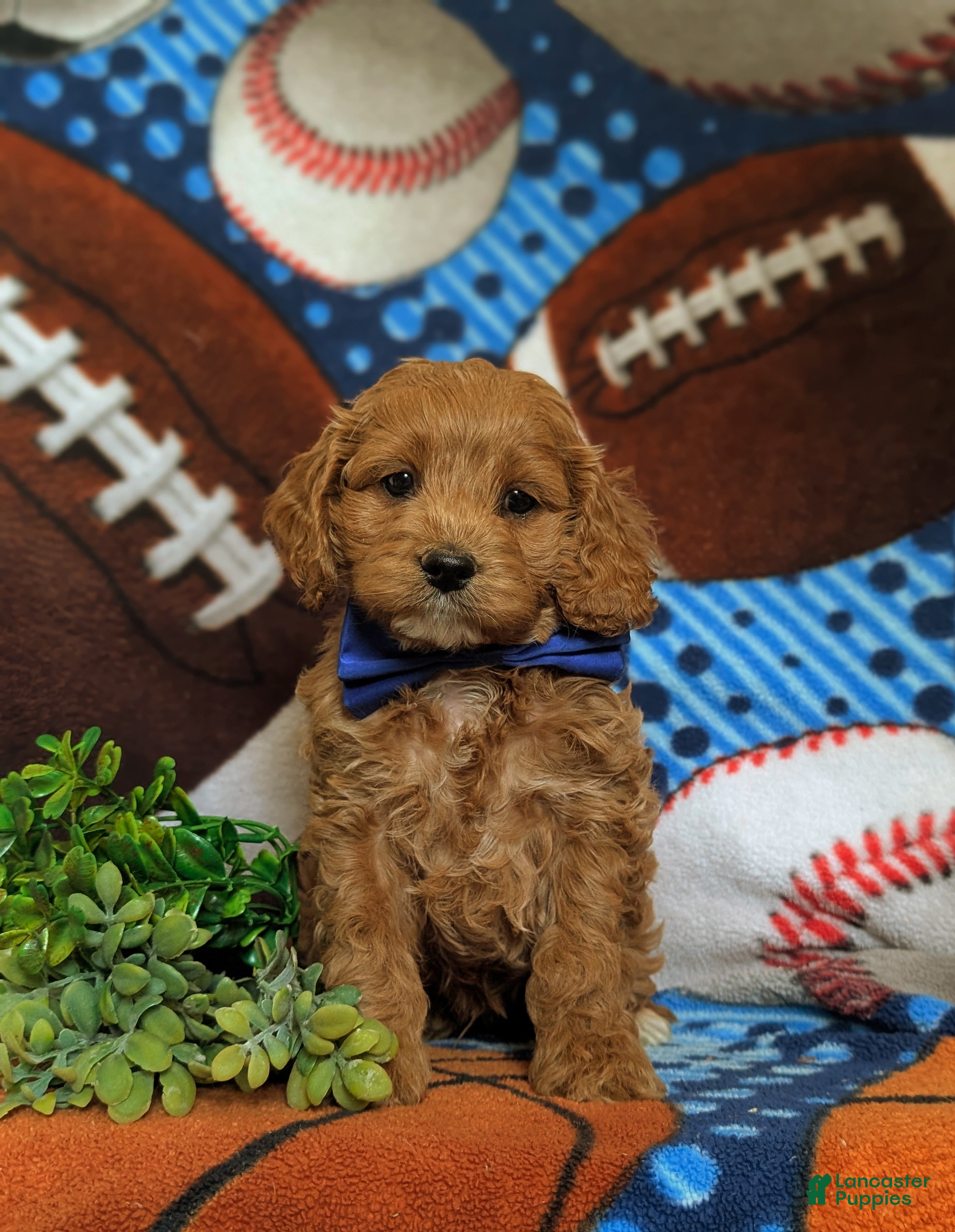 Cockapoo dogs Keefer - Ad 2