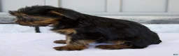 Yorkshire Terrier dogs for sale: Dewey - Ad 7