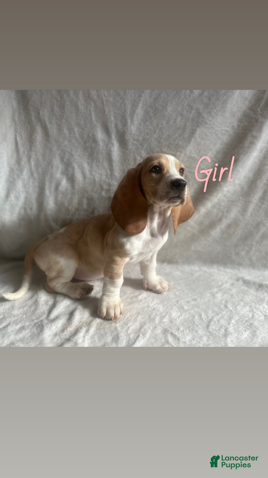 Basset Hound dogs for sale: Basset Hound Puppy 1 - Ad 1
