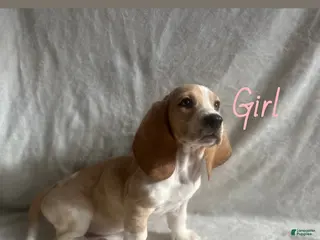 Basset Hound dogs Basset Hound Puppy 1 - Ad 25