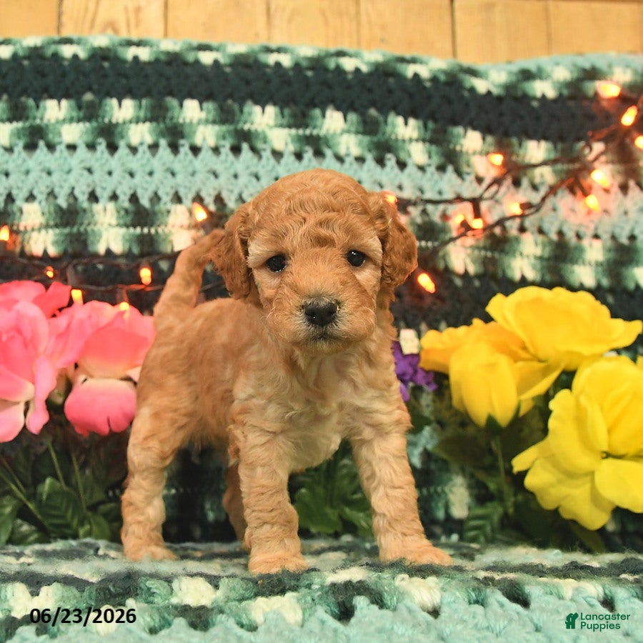 Mini Goldendoodle dogs Karabell  - Ad 1