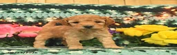 Mini Goldendoodle dogs for sale: Karabell  - Ad 1