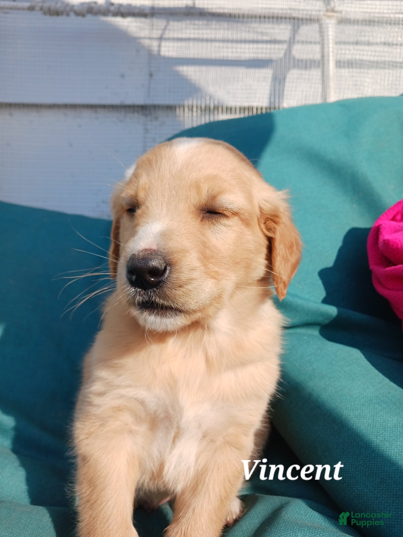 Mixed Breed dogs Mixed Breed Puppy 2 Vincent  - Ad 1