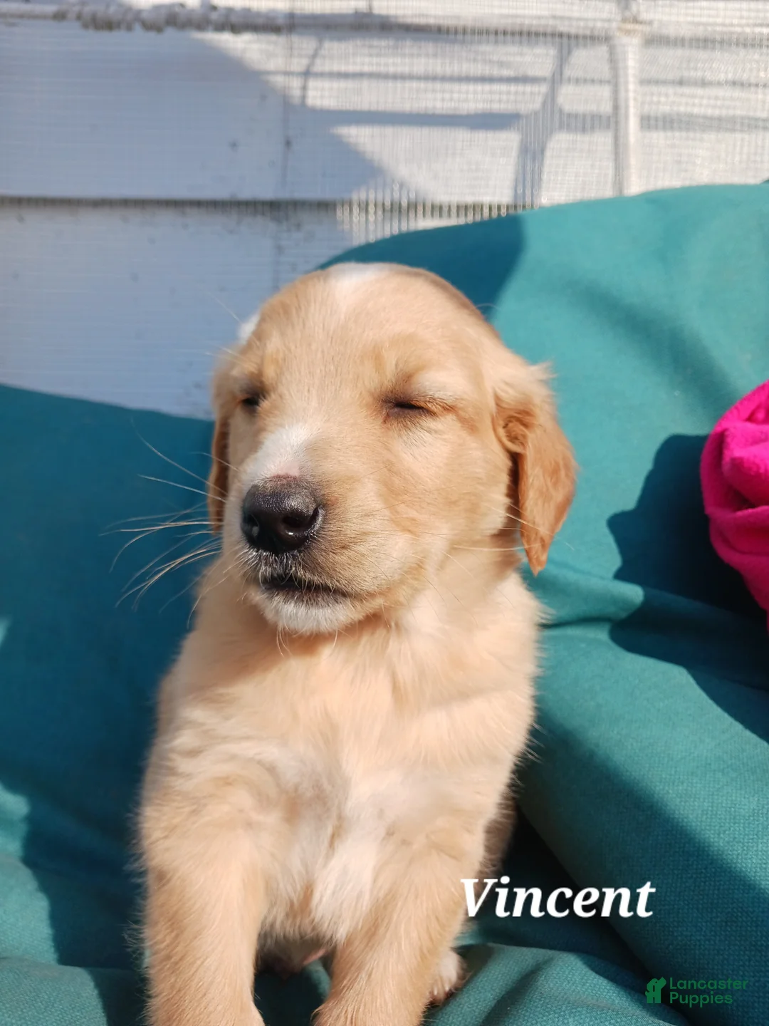 Mixed Breed dogs for sale: Mixed Breed Puppy 2 Vincent  - Ad 1