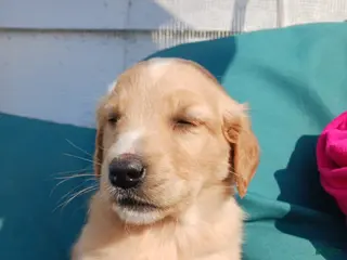 Mixed Breed dogs for sale: Mixed Breed Puppy 2 Vincent - Ad 3