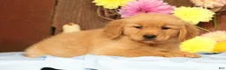 Golden Retriever dogs for sale: Hailey - Ad 8