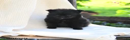 Pomeranian dogs for sale: Johnny - Ad 2