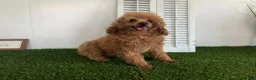 Miniature Poodle dogs for sale: Devon - Ad 6