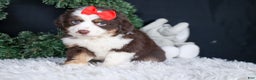 Miniature Australian Shepherd dogs for sale: SALLY - Ad 7