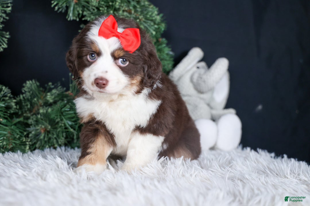 Miniature Australian Shepherd dogs for sale: SALLY - Ad 7