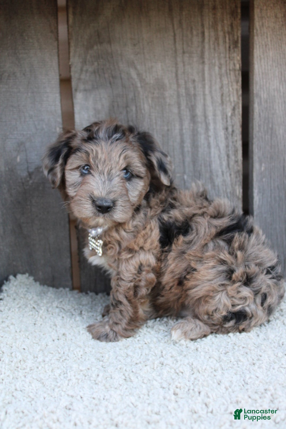 Yorkiepoo dogs for sale: FELIX - Ad 4