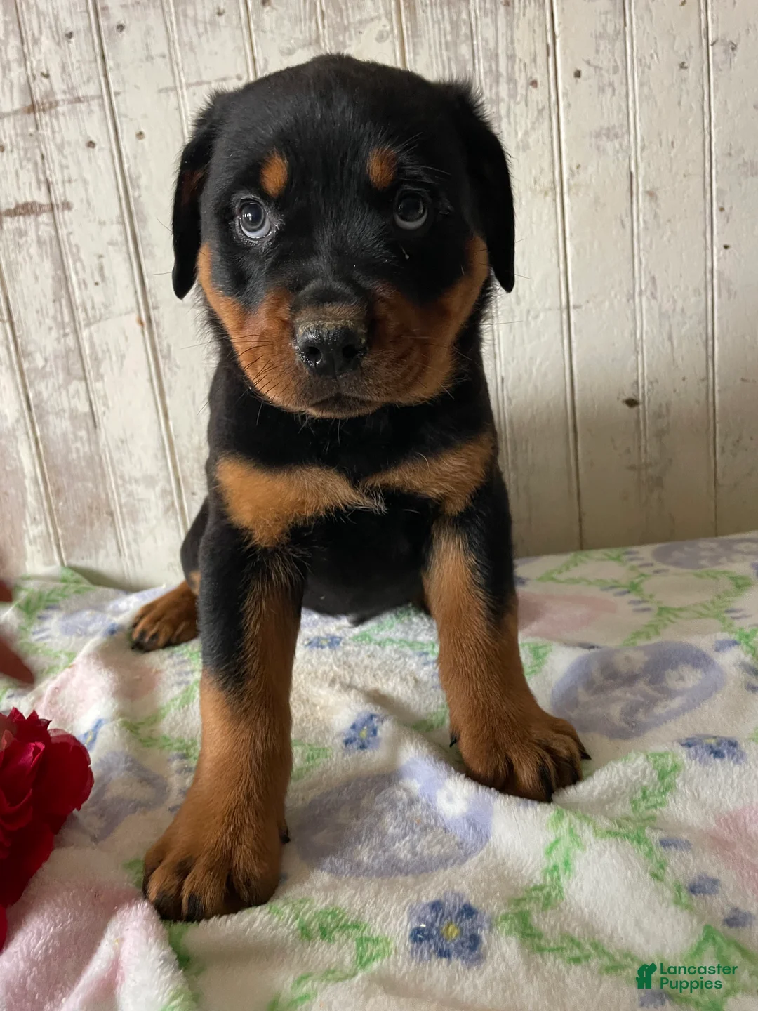 Rottweiler dogs for sale: Wolfgang - Ad 4