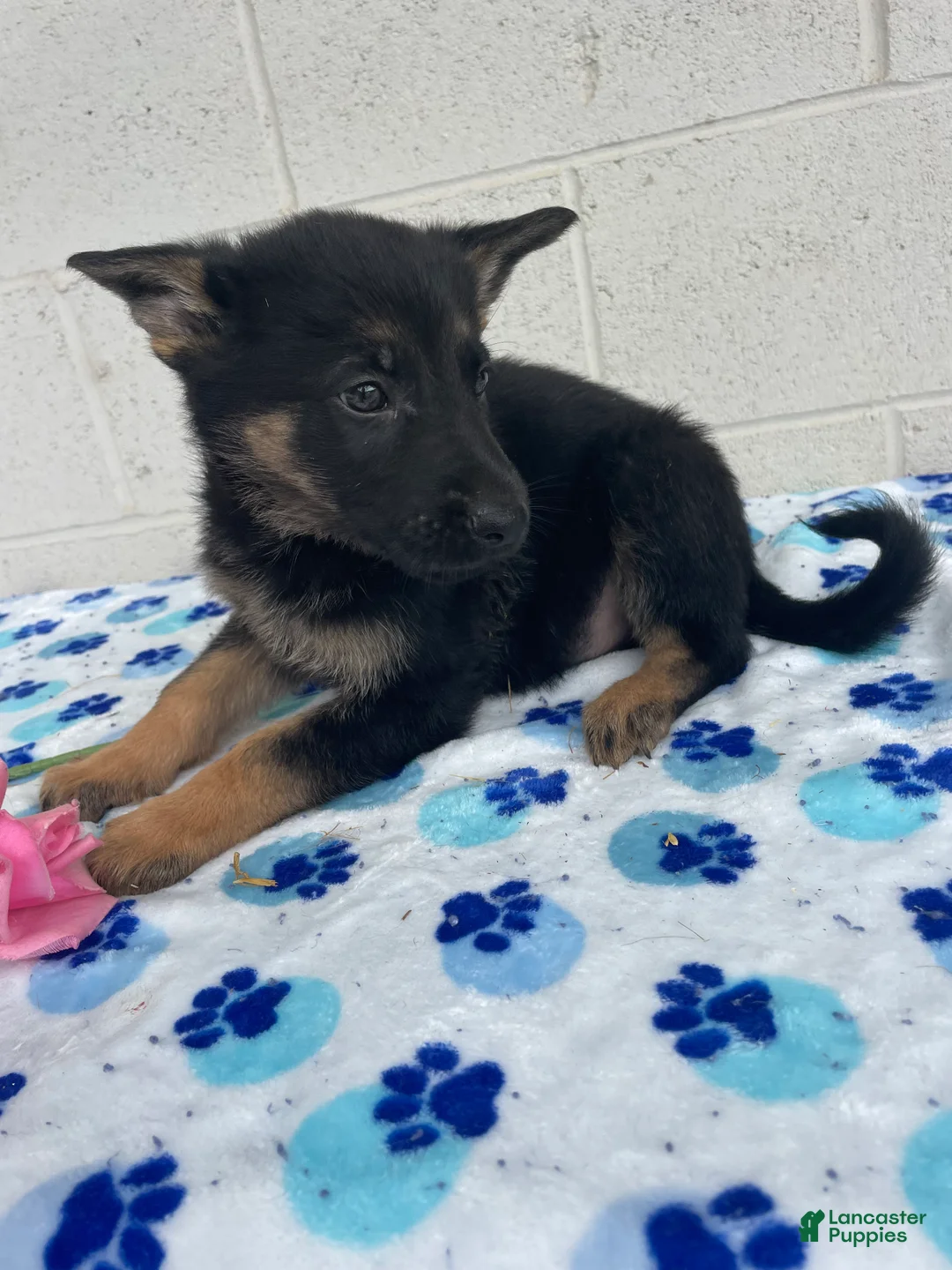 German Shepherd dogs for sale: Lulu - Ad 2