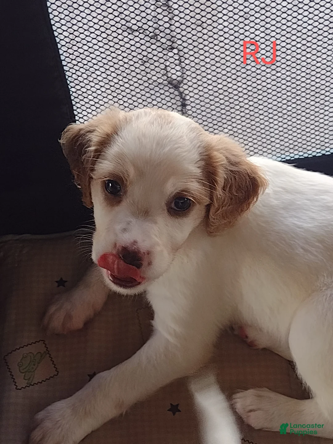 Gallery Image {{count}}