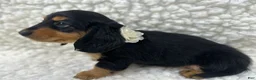 Mixed Breed dogs for sale: Sadie - Ad 3