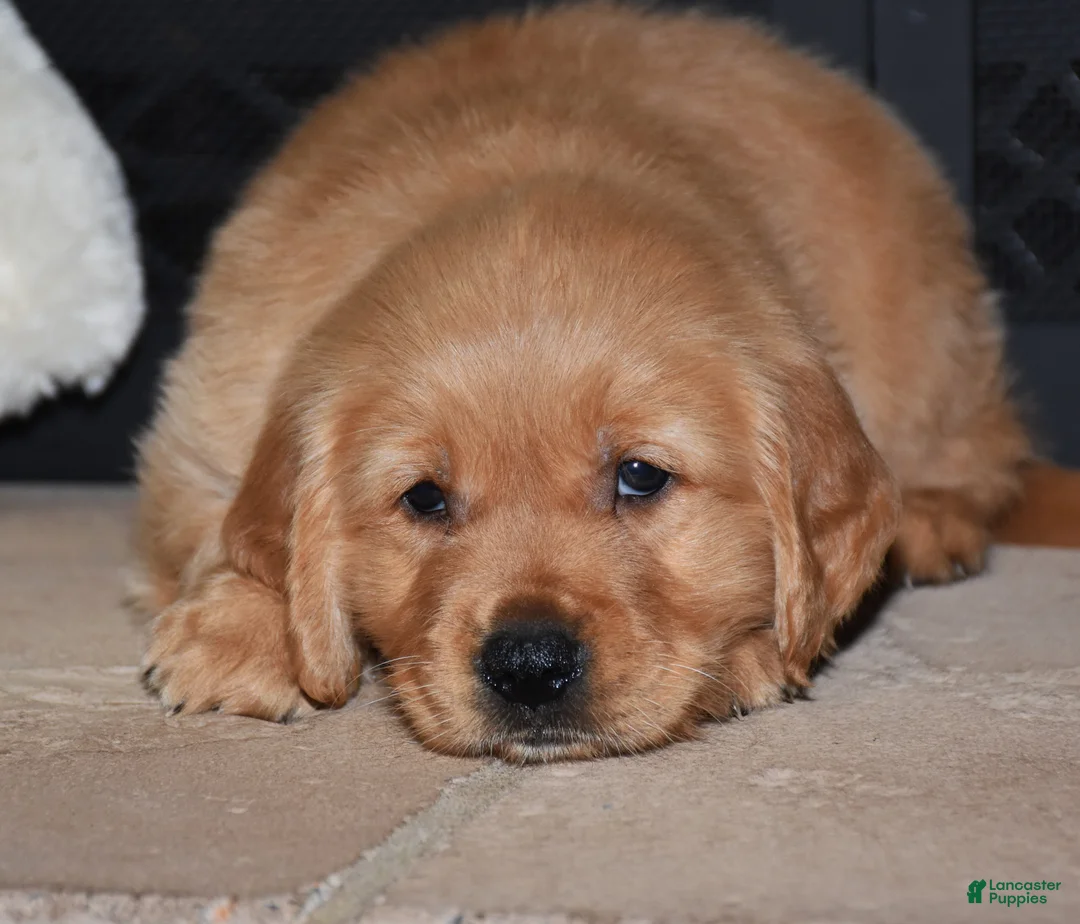 Golden Retriever dogs for sale: Beckett - Ad 3