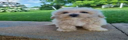 Bichpoo dogs for sale: Laney - Ad 6