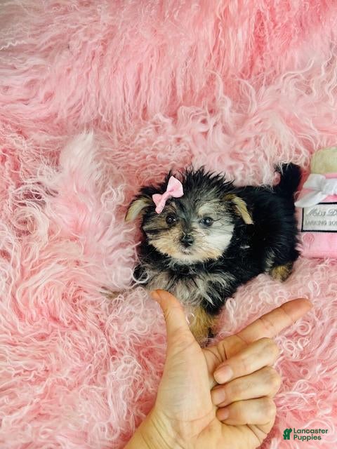 Morkie dogs Teacup Morkie Puppy 1 - Ad 2