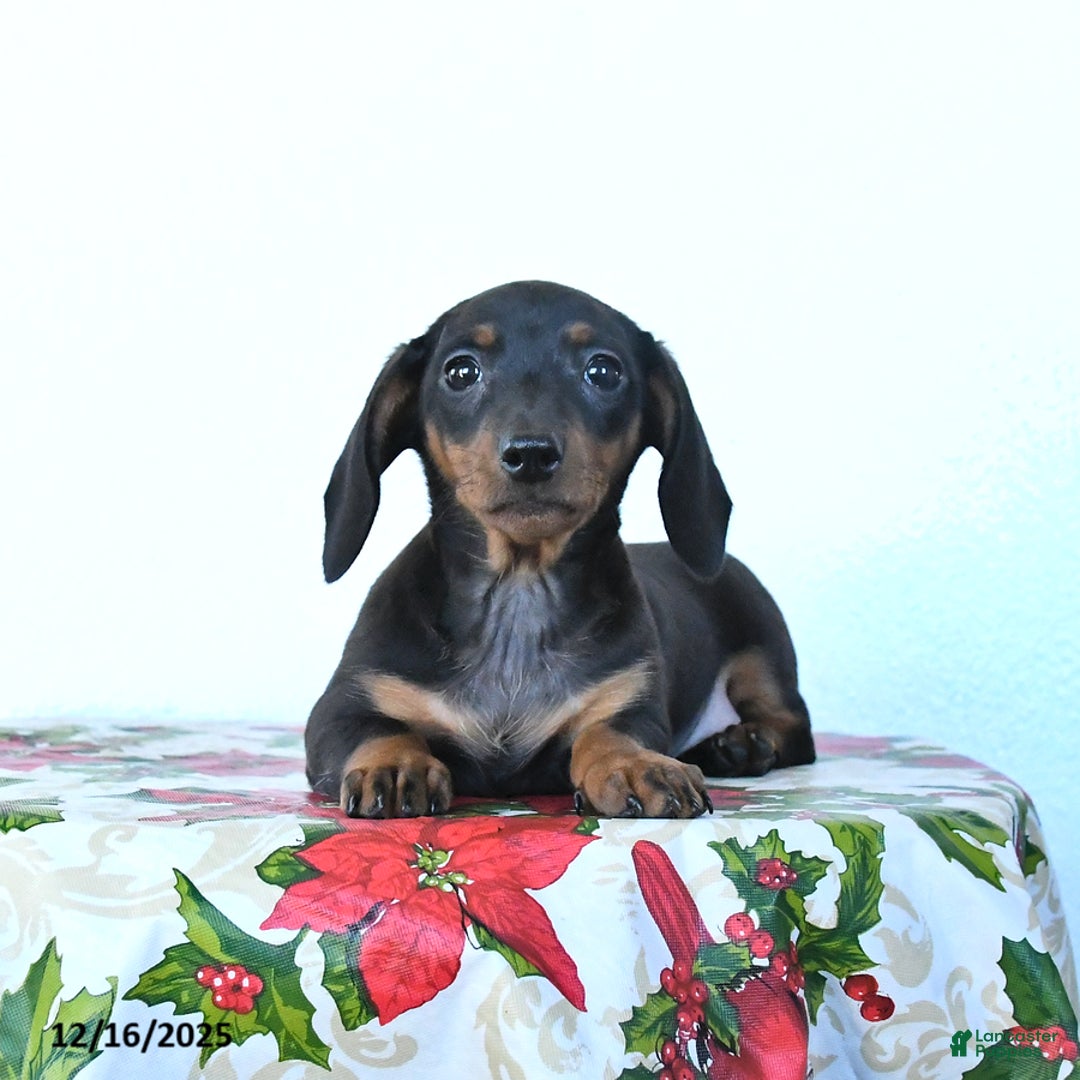 Miniature Dachshund dogs for sale: Sadie - Ad 2