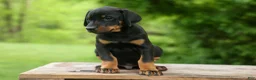 Doberman Pinscher dogs for sale: Duke (Black Rust)🐶🤎✨ - Ad 17