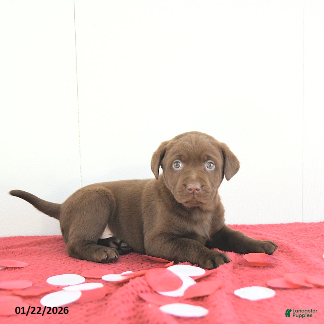 Labrador Retriever dogs for sale: Theo - Ad 1