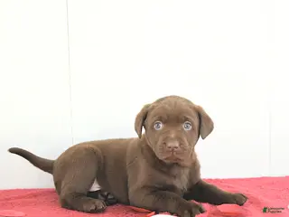 Labrador Retriever dogs Theo - Ad 20