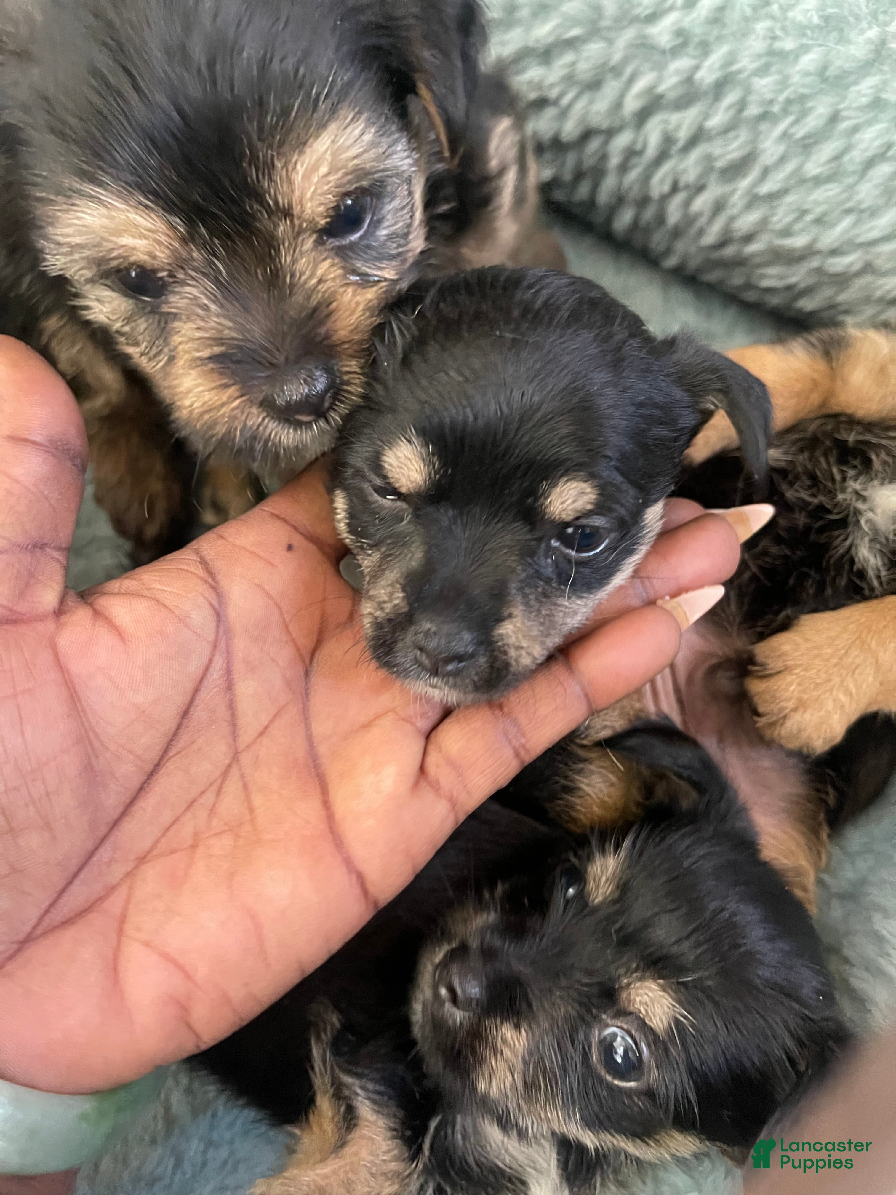 Dorkie dogs Dior - Ad 2