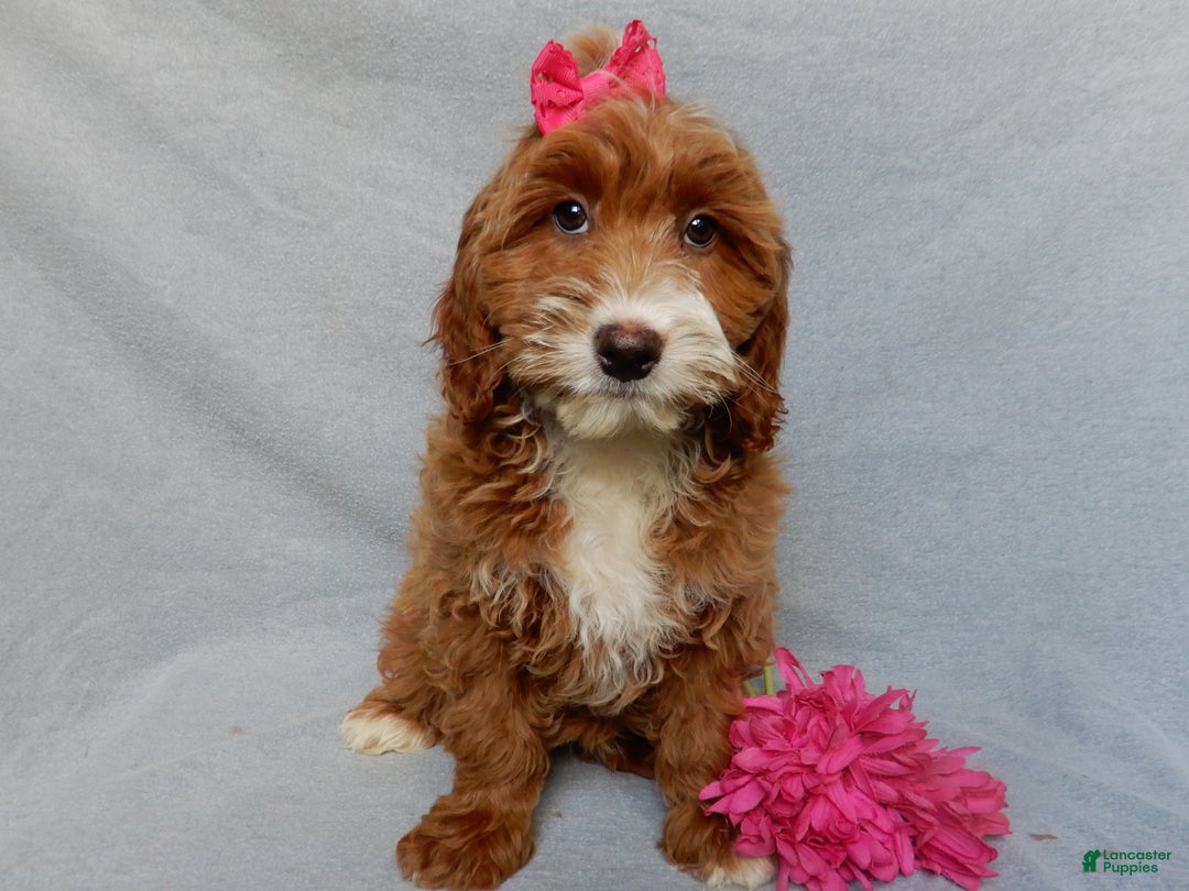 Mini Goldendoodle dogs for sale: Lulu - Ad 2