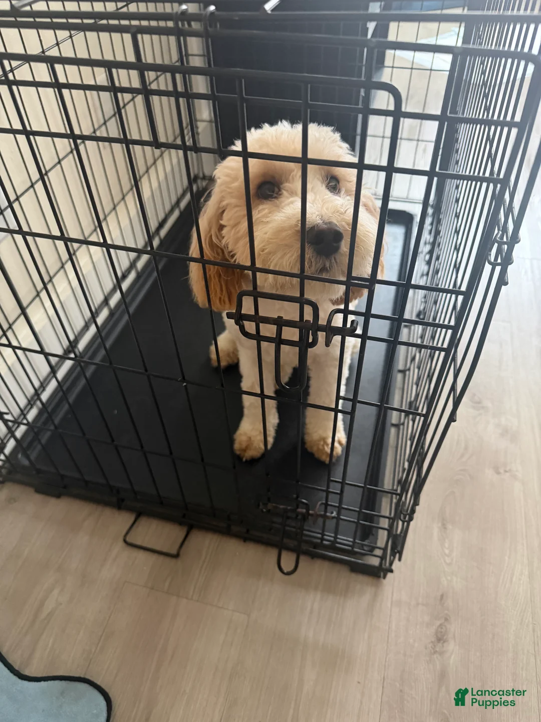 Mixed Breed dogs for sale: Mixed Breed 1 - Ad 2