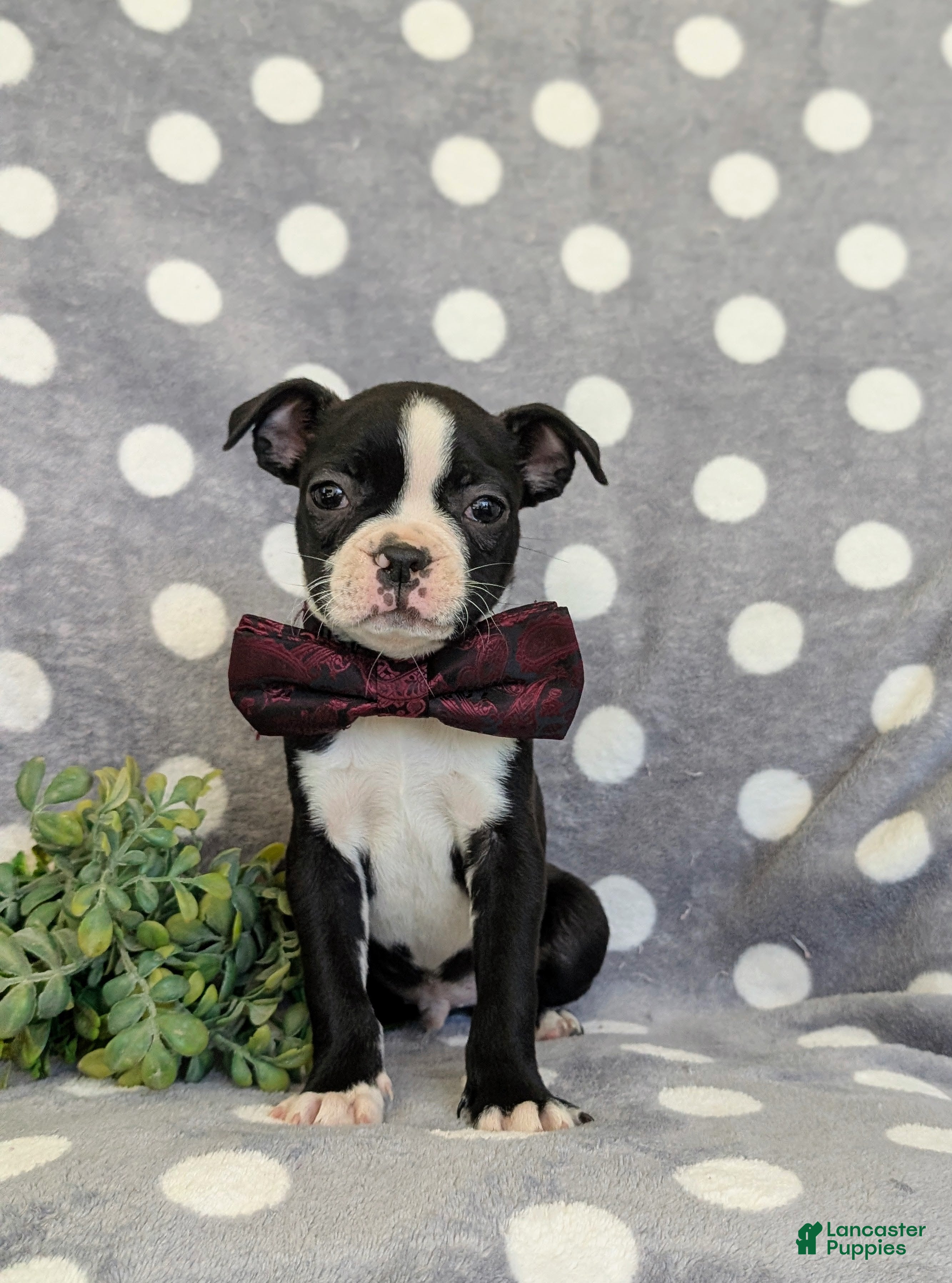 Boston Terrier dogs Putnam - Ad 2
