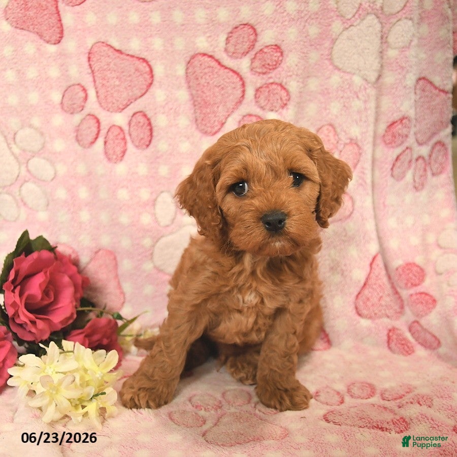 Cockapoo dogs Jarett  - Ad 2
