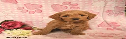 Cockapoo dogs for sale: Jarett  - Ad 2
