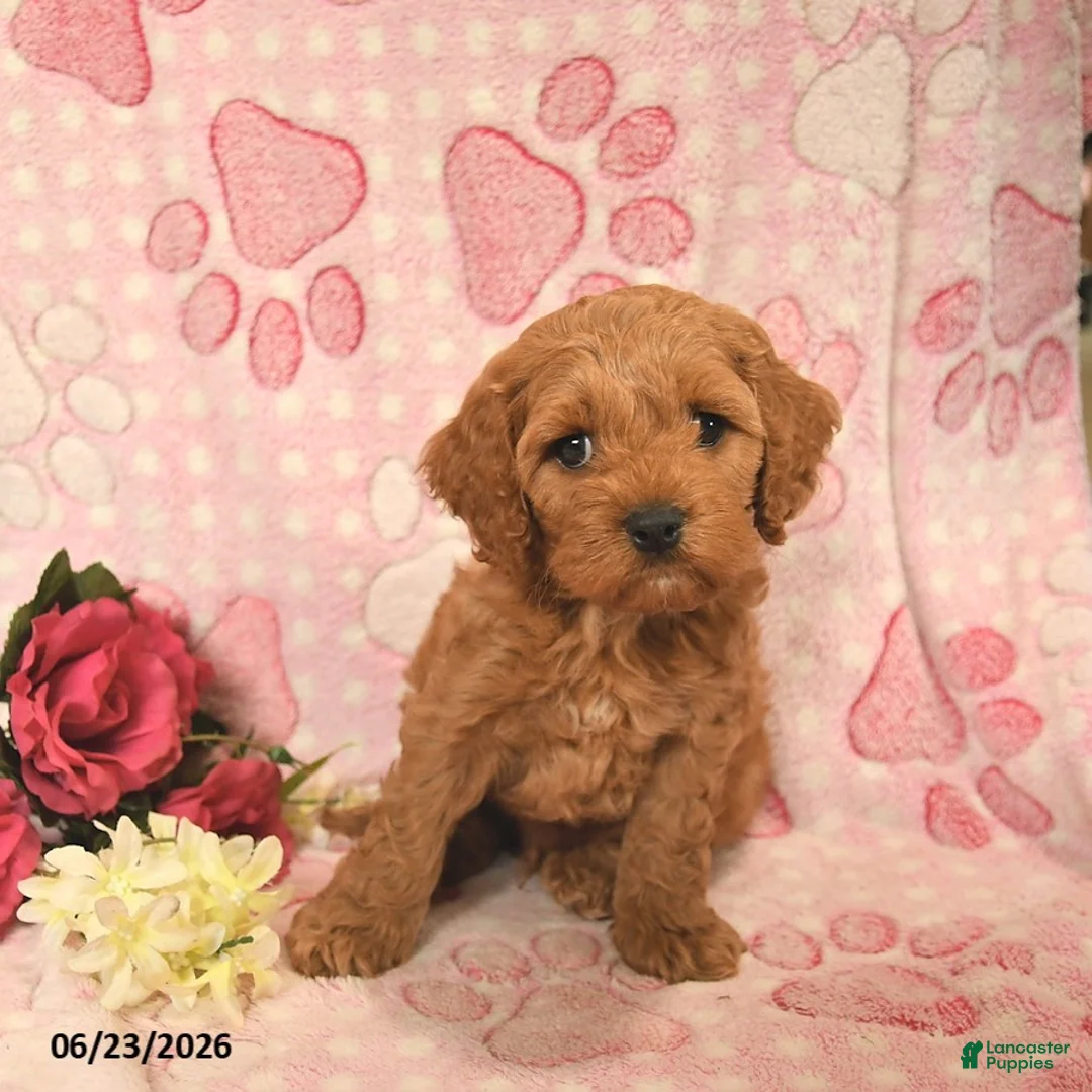 Cockapoo dogs for sale: Jarett  - Ad 2