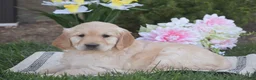 Golden Retriever dogs for sale: Millie - Ad 4