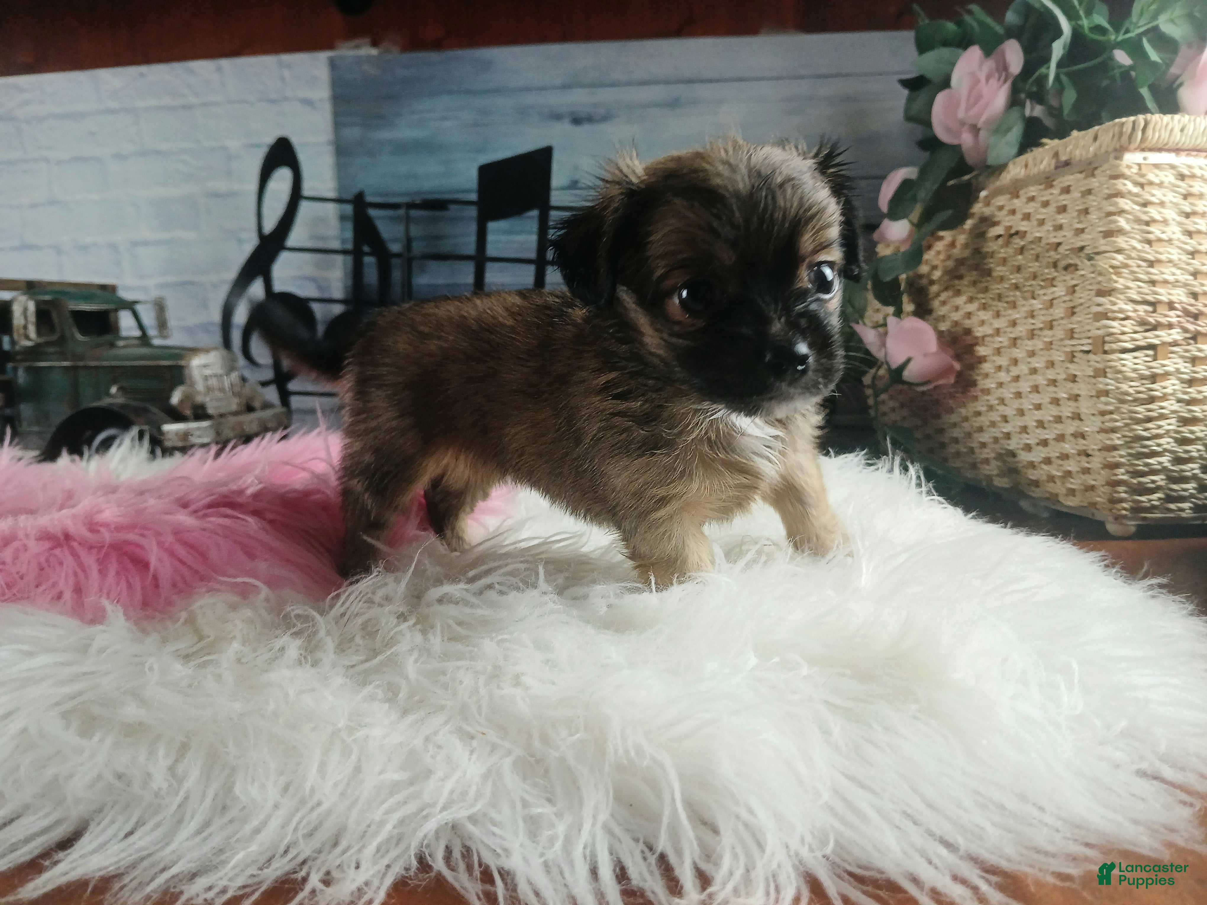 Chihuahua dogs Micro teacup chihuahua long hair. Hand Delivery  - Ad 4
