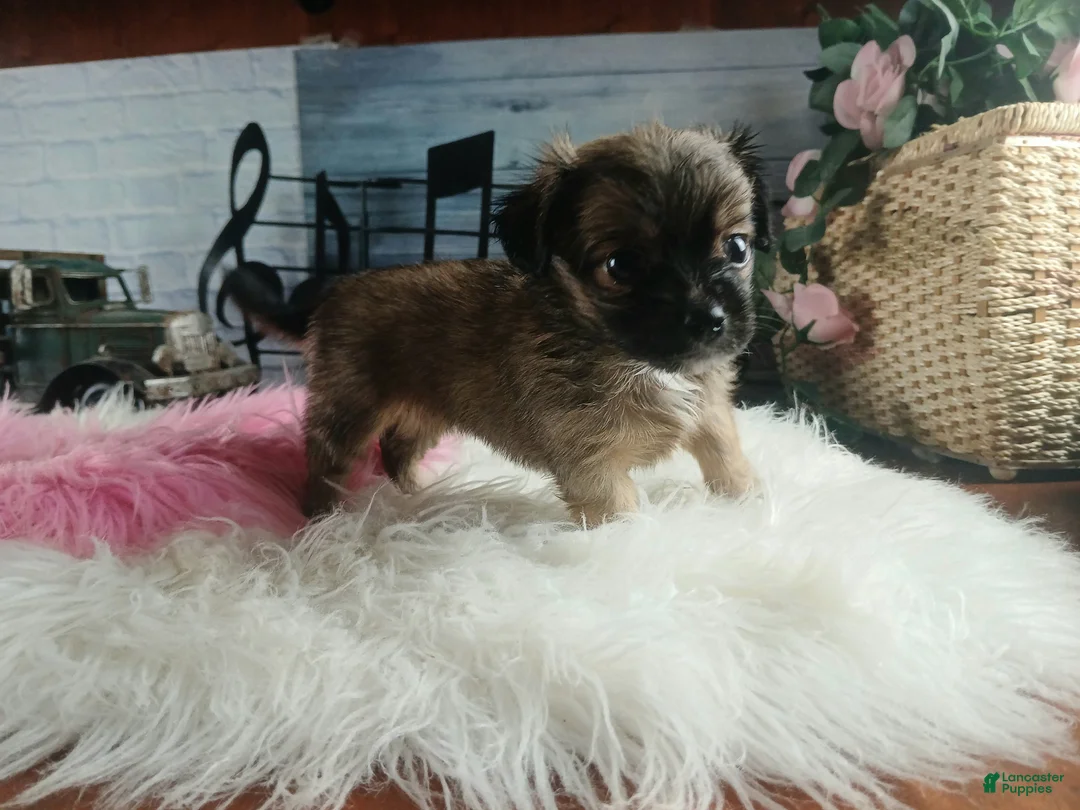 Chihuahua dogs for sale: Micro teacup chihuahua long hair. Hand Delivery  - Ad 1