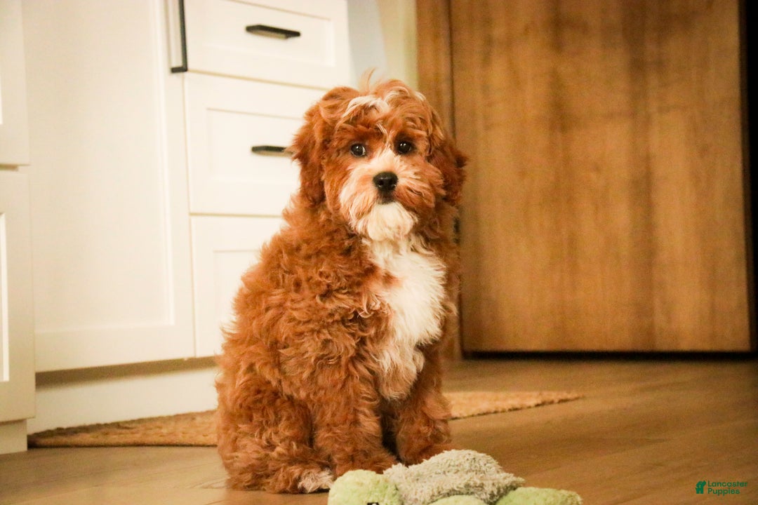 Cavapoo dogs for sale: Kohen - Ad 7